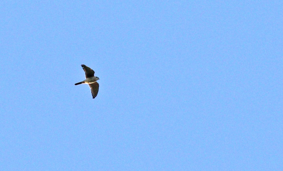 American Kestrel - ML37249151