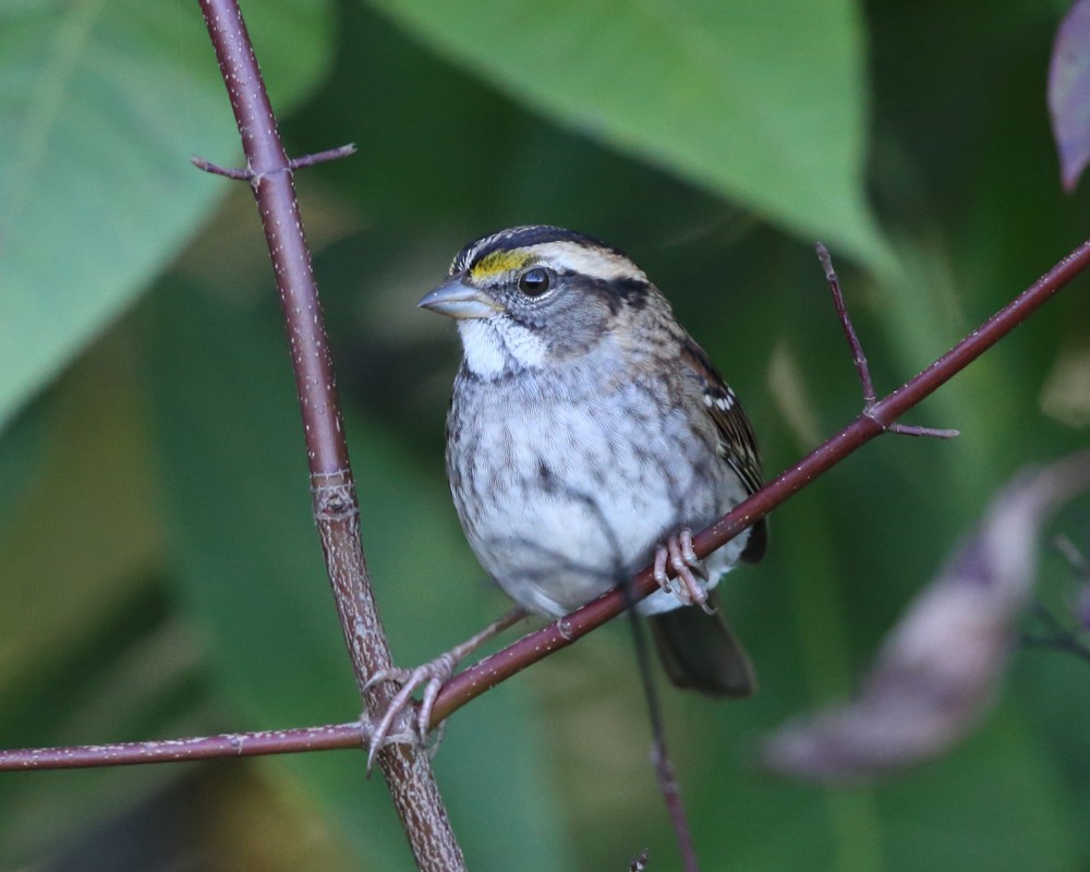 White-throated Sparrow - ML372492691