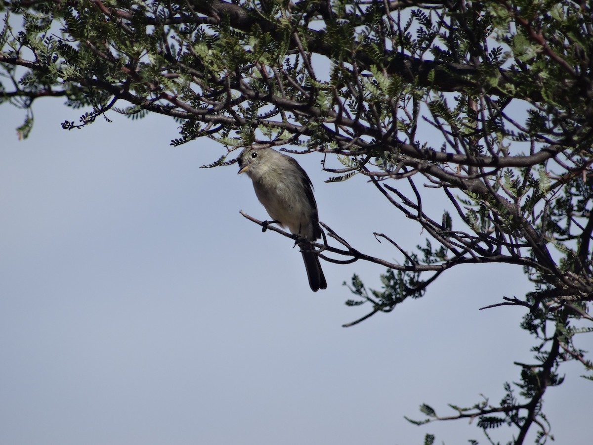 Gray Flycatcher - ML372492831