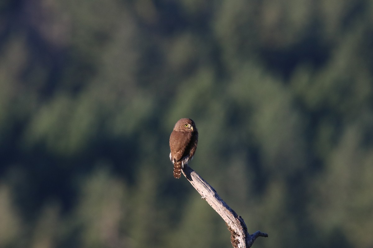 Northern Pygmy-Owl - Keith Matthieu