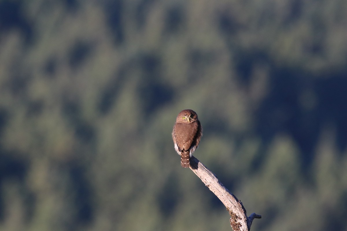 Northern Pygmy-Owl - ML372493501