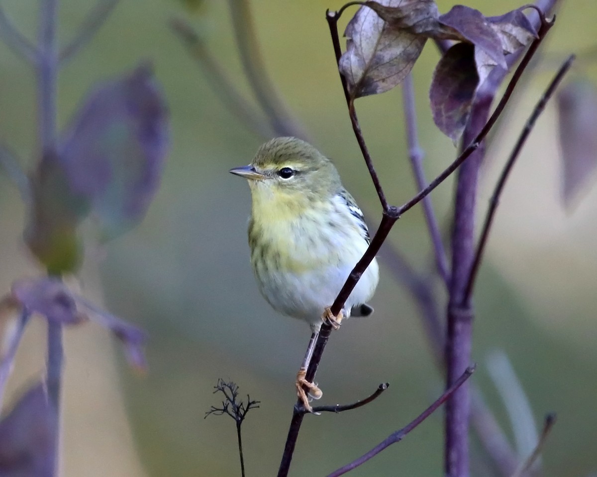 Blackpoll Warbler - Tom Murray