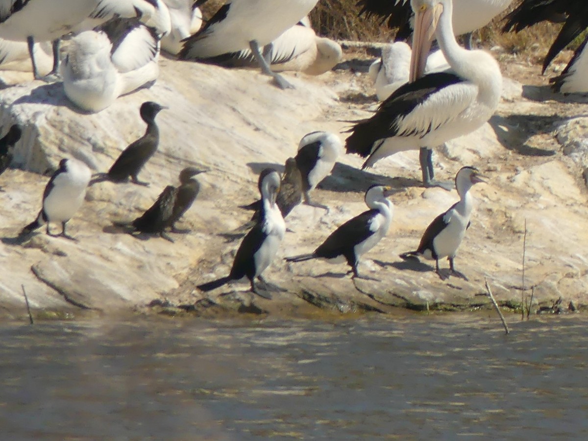 Pied Cormorant - ML372494921