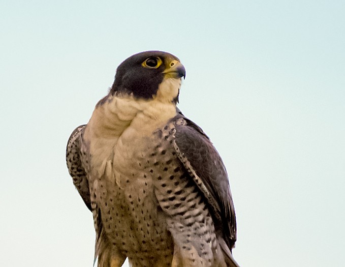 Peregrine Falcon - ML372496161