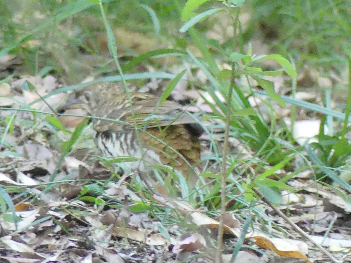 Russet-tailed Thrush - ML372496351