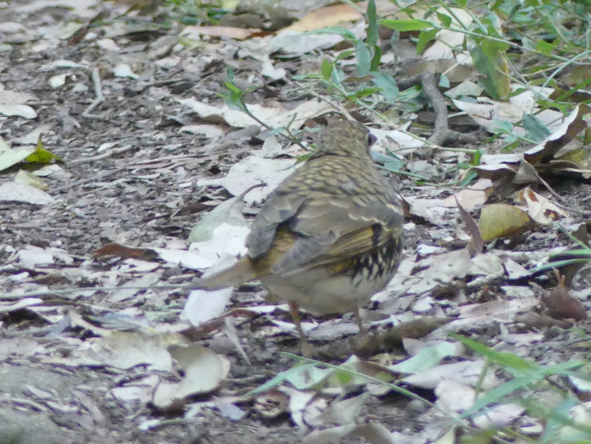 Russet-tailed Thrush - ML372496361