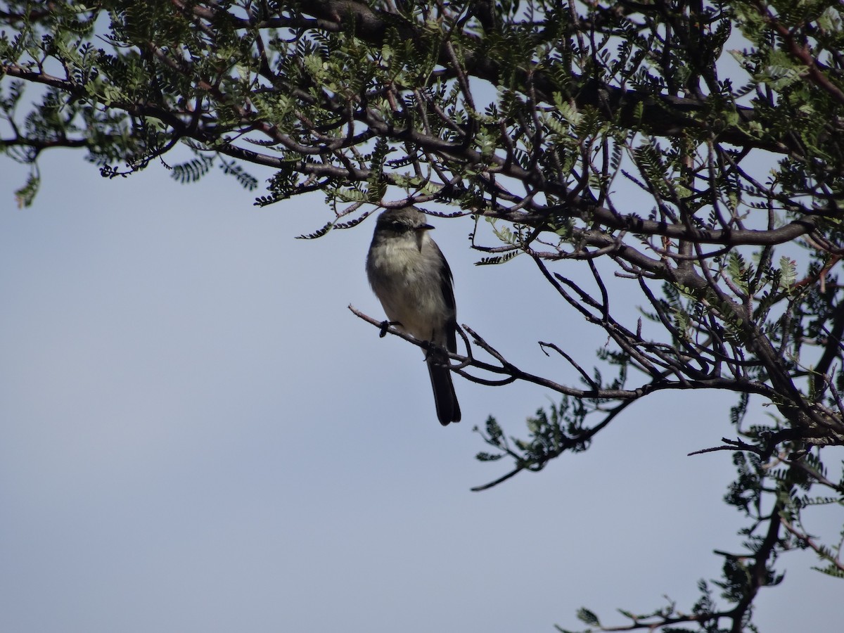 Gray Flycatcher - ML372499211