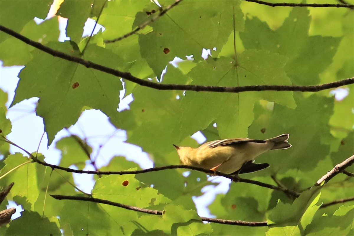 Blackpoll Warbler - ML372506281