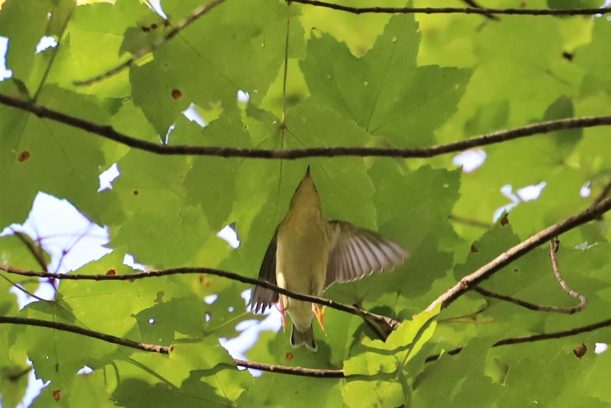 Blackpoll Warbler - ML372506341