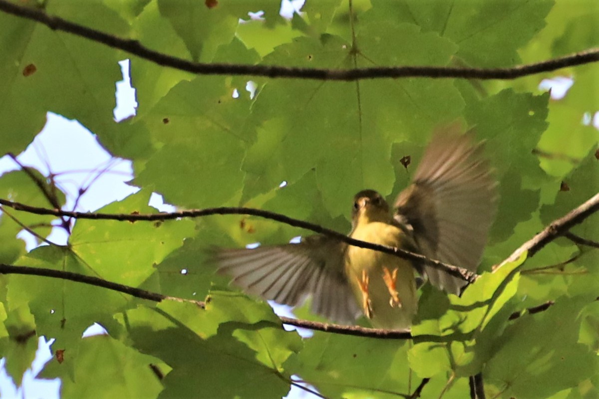 Blackpoll Warbler - ML372506381