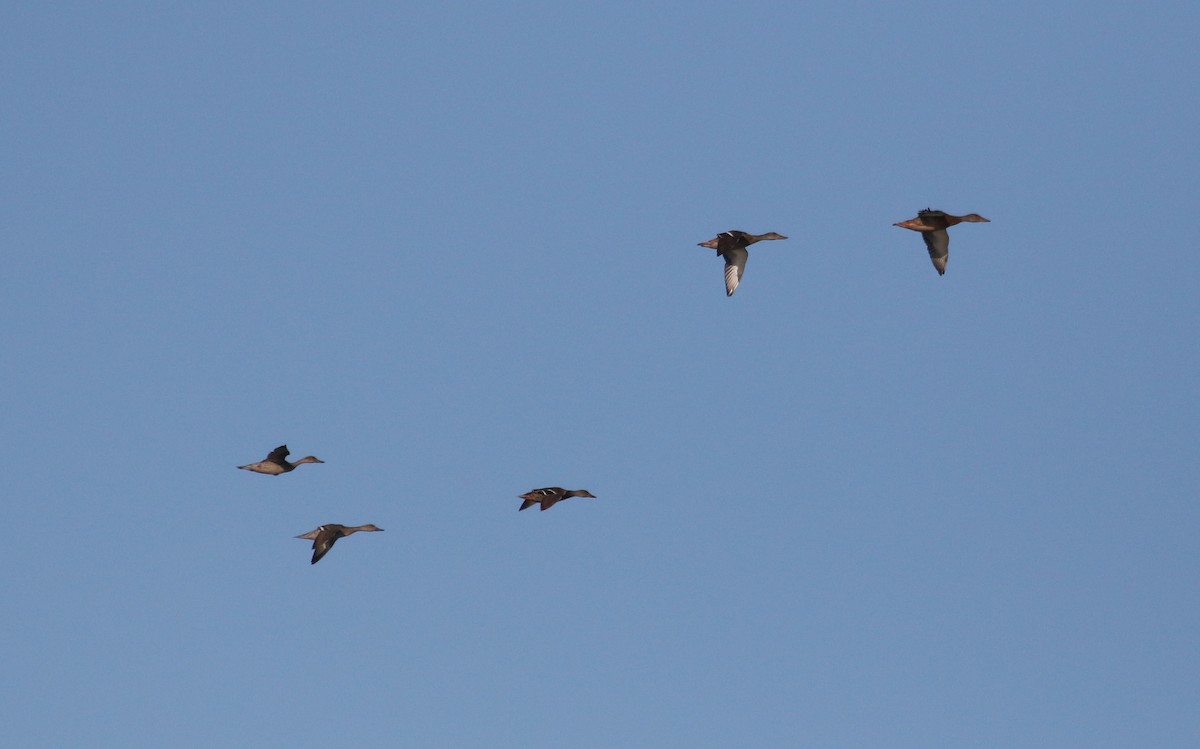 Northern Pintail - ML372508501