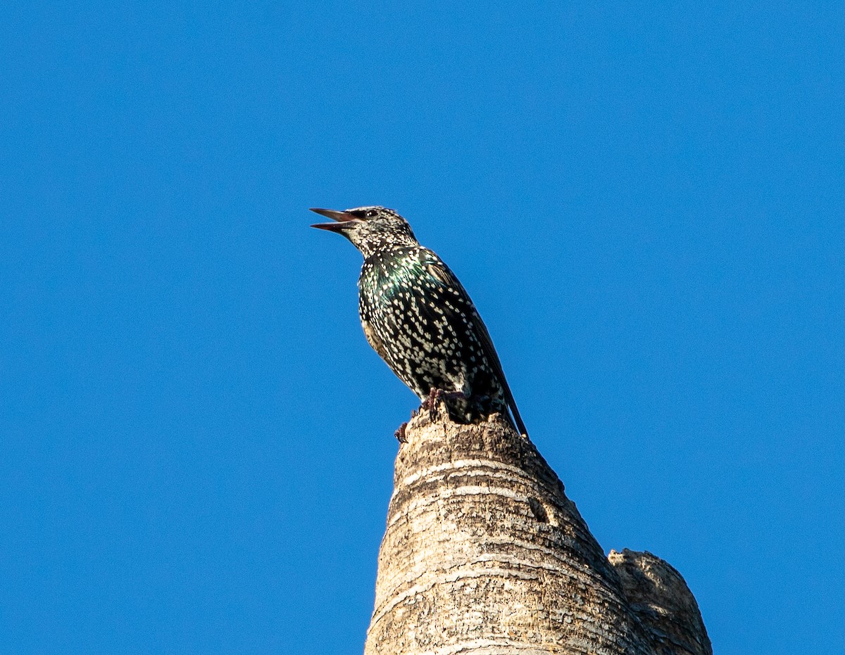 European Starling - ML372509051