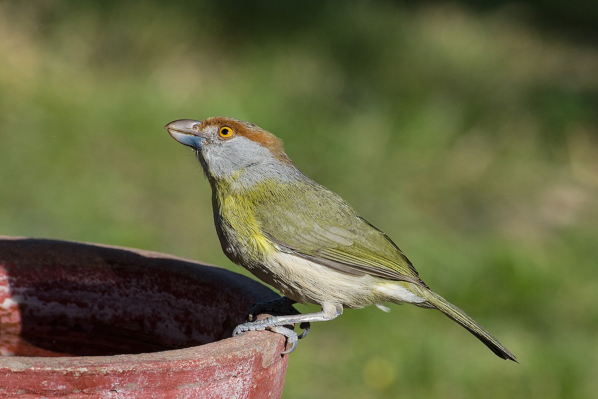 Rufous-browed Peppershrike - ML372509091