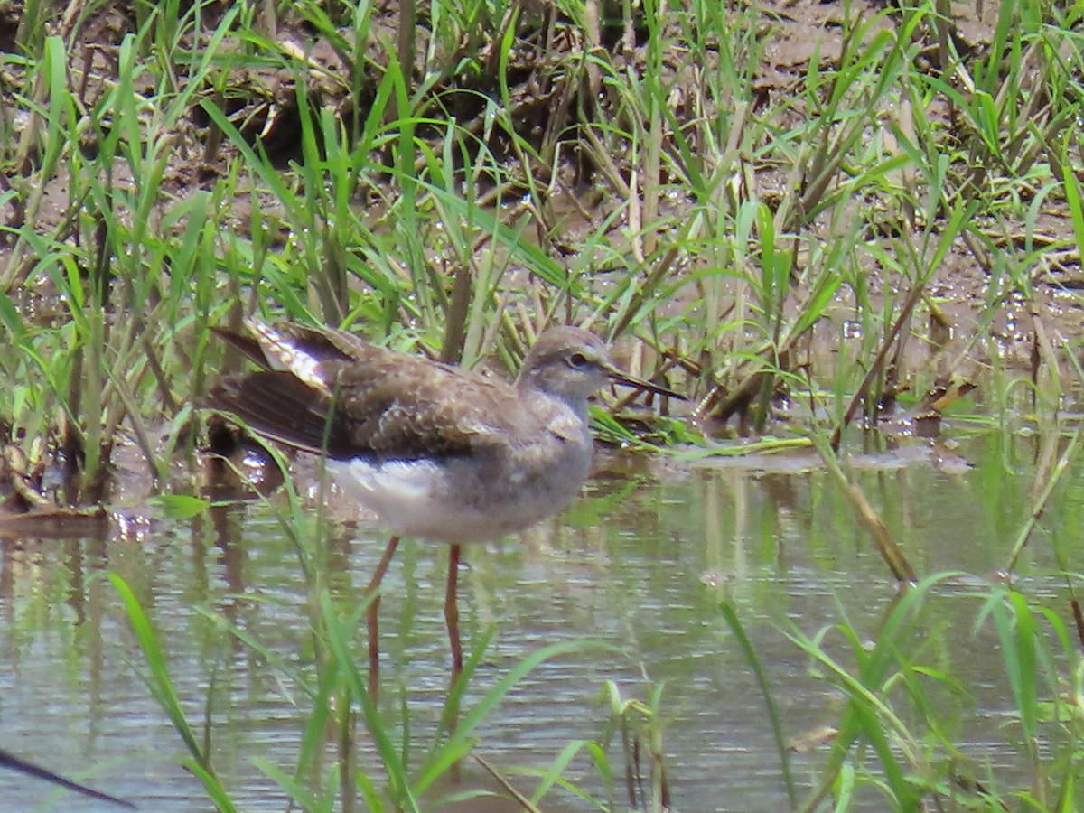 Lesser Yellowlegs - ML372509201