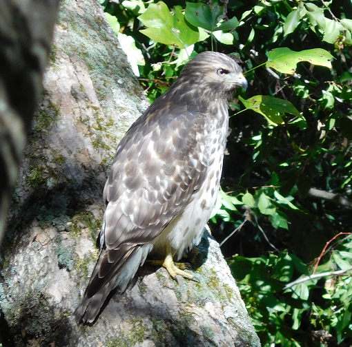 Red-shouldered Hawk - ML37250971