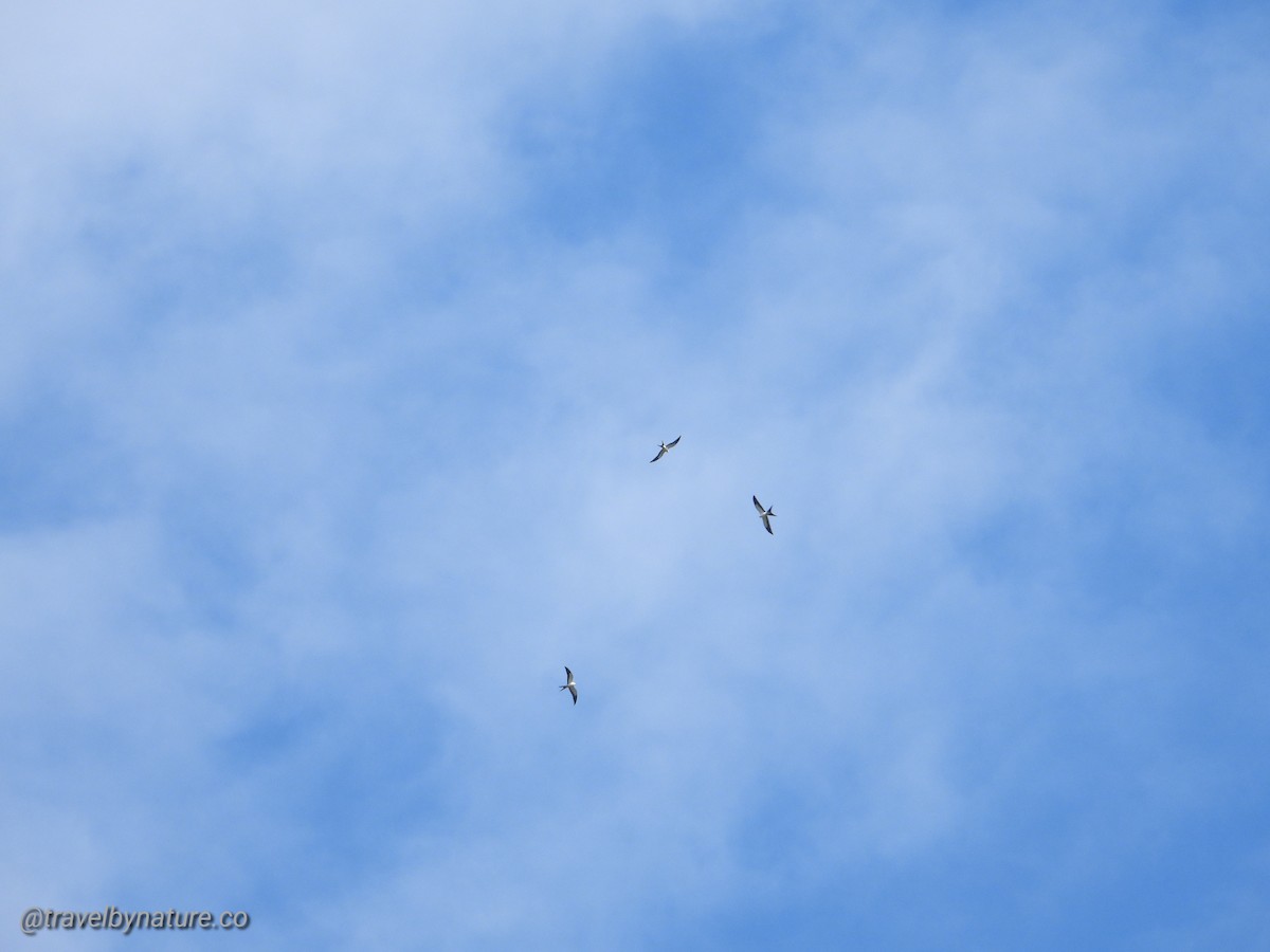 Swallow-tailed Kite - ML372509991