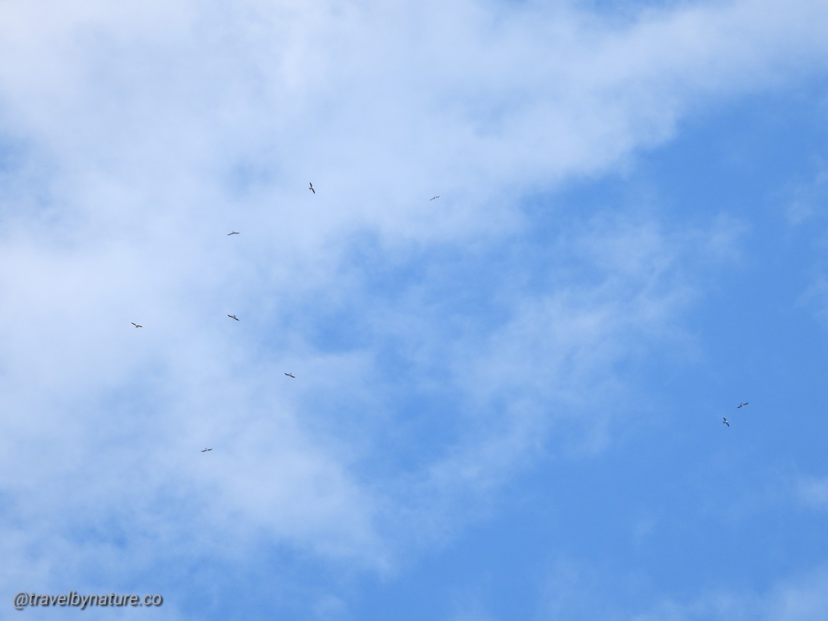 Swallow-tailed Kite - ML372510621