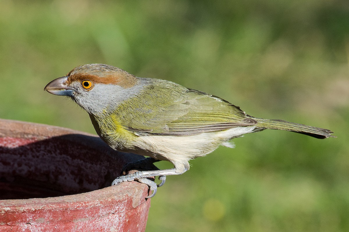 Rufous-browed Peppershrike - ML372510821