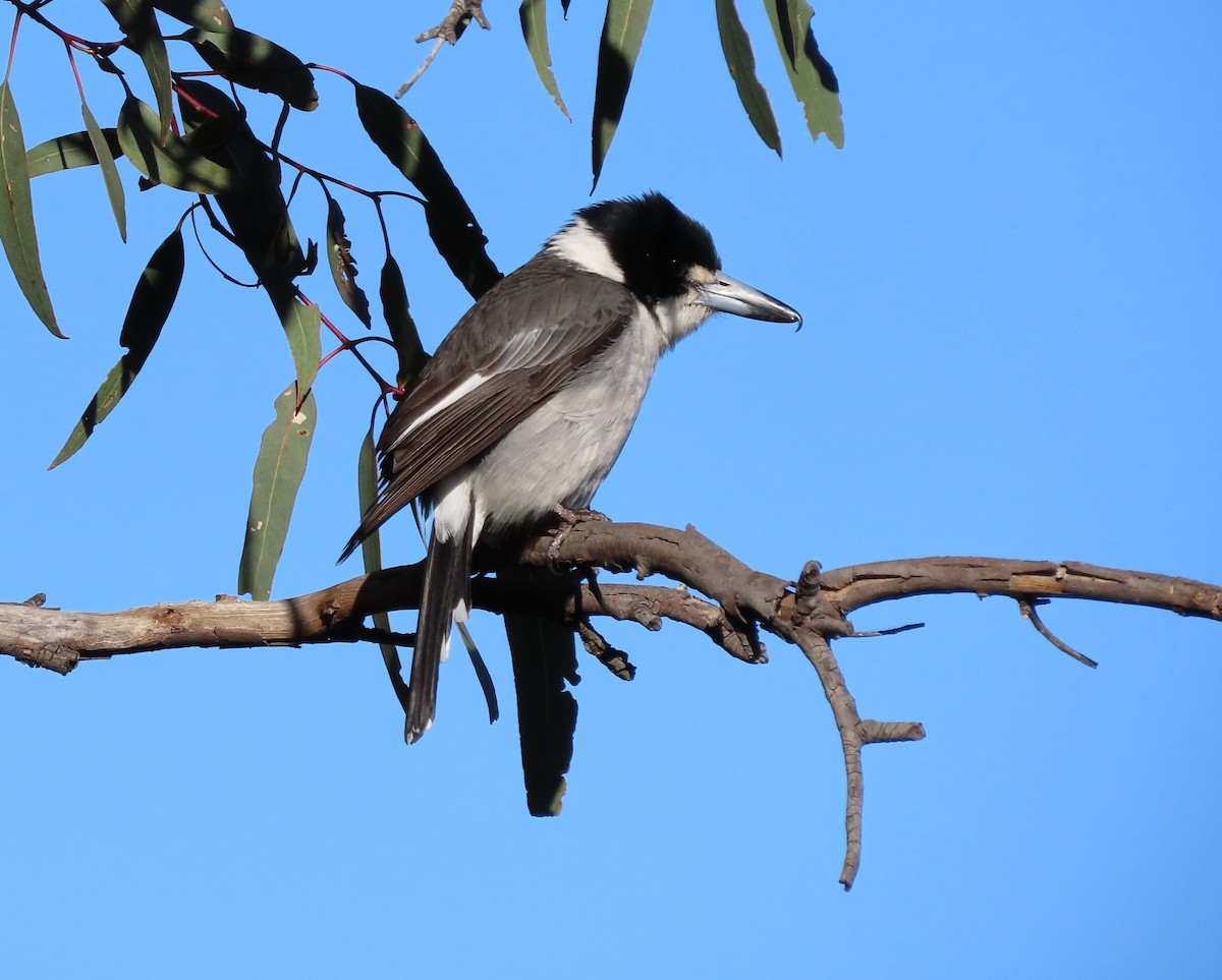 Gray Butcherbird - ML372511181