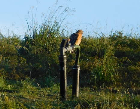 Red-shouldered Hawk - ML37251121
