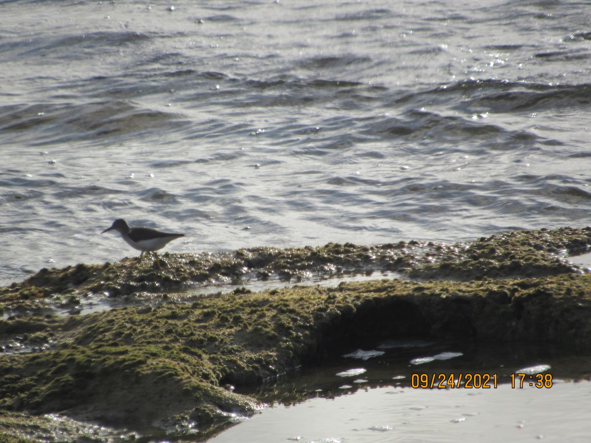 Spotted Sandpiper - Vivian F. Moultrie