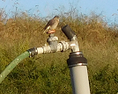 American Kestrel - ML37251231