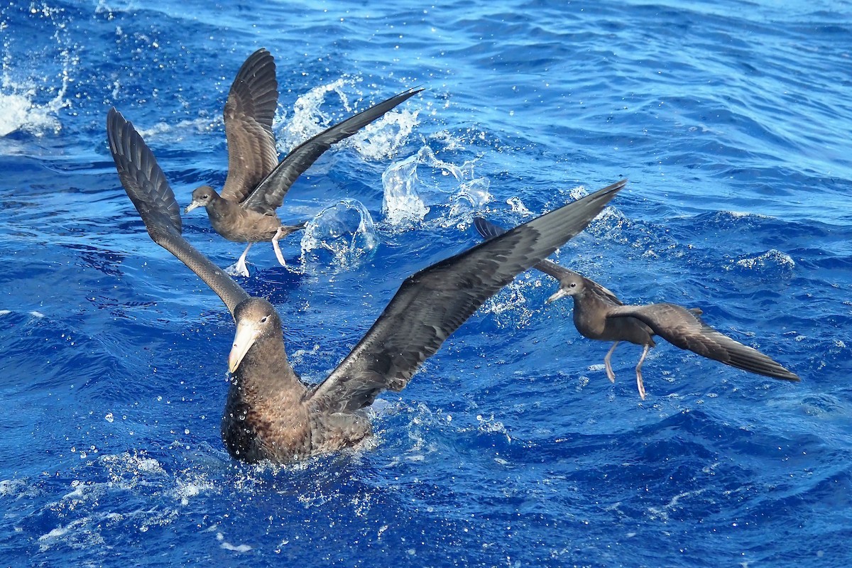 Northern Giant-Petrel - ML372512591