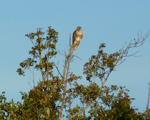 Red-tailed Hawk - ML37251291