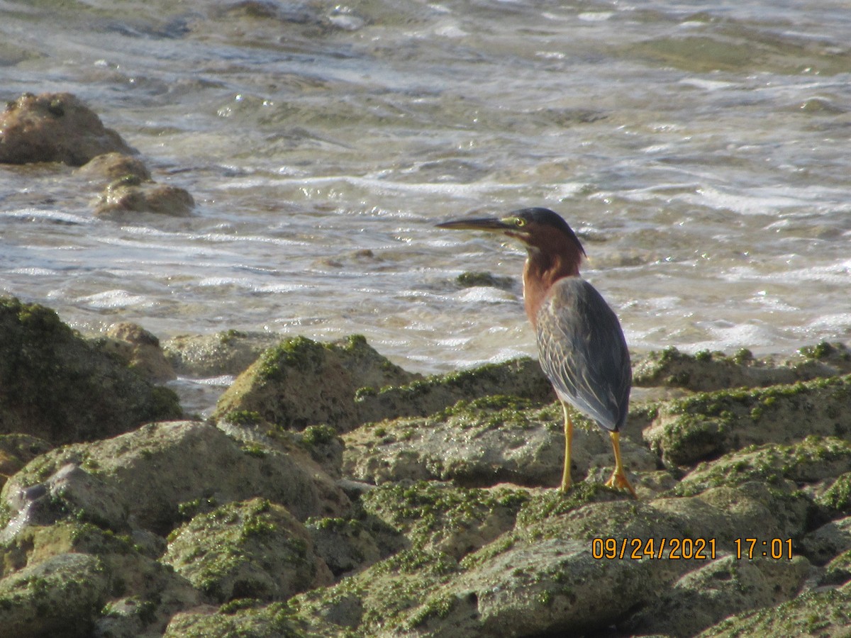 Green Heron - Vivian F. Moultrie