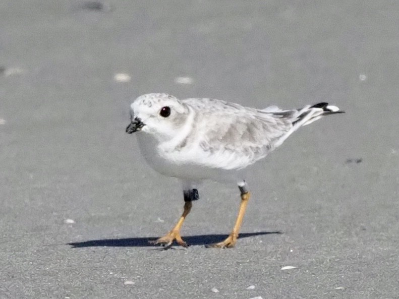 Piping Plover - ML372513351
