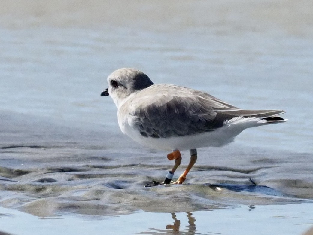 Piping Plover - ML372513361