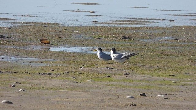 Yellow-billed Tern - ML372513421