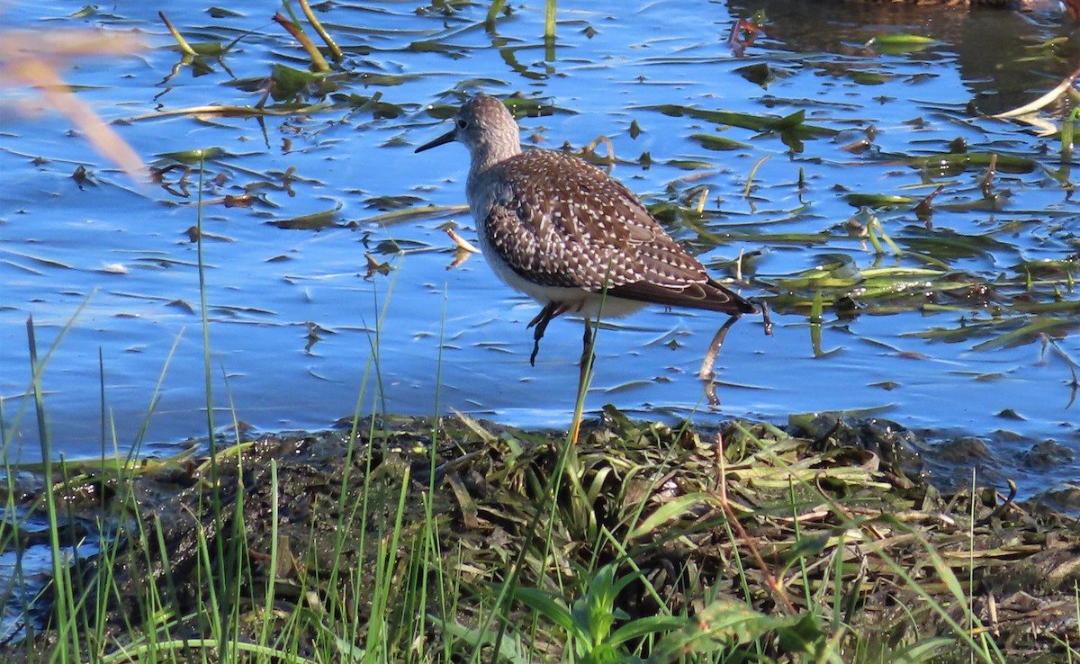 Lesser Yellowlegs - ML372514531