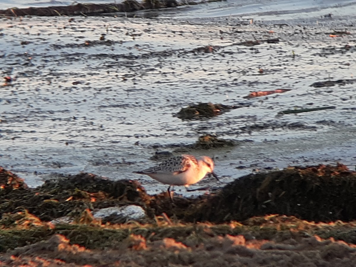 Sanderling - ML372514871