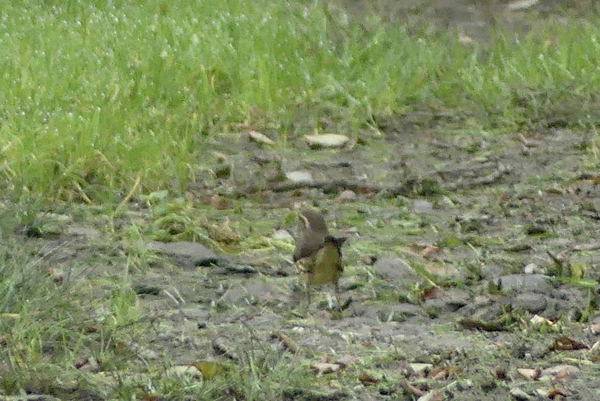 Palm Warbler - ML372515101