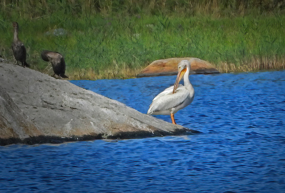 pelikán severoamerický - ML372515551
