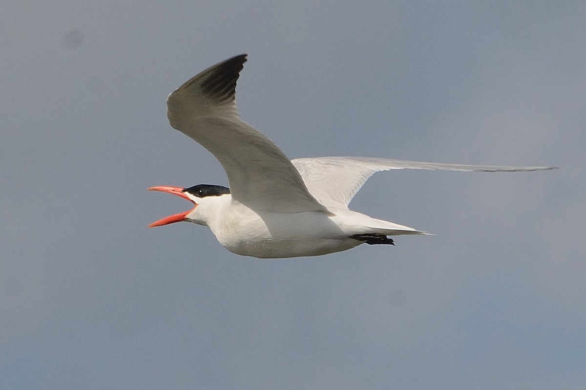 Caspian Tern - John Gordinier