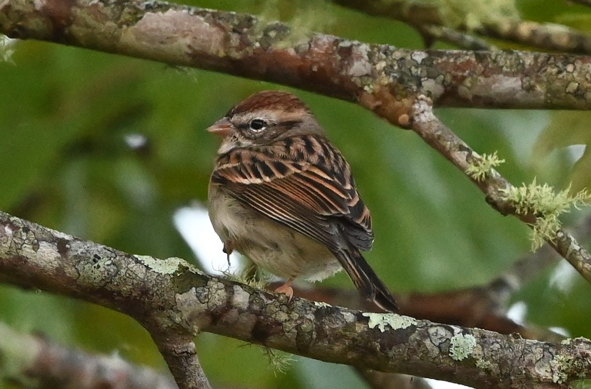 Chipping Sparrow - ML372516551