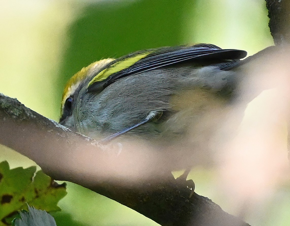 Golden-winged Warbler - ML372517411