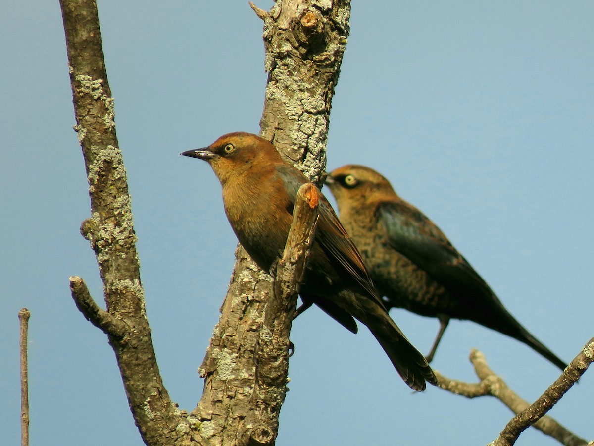 Rusty Blackbird - ML372517831