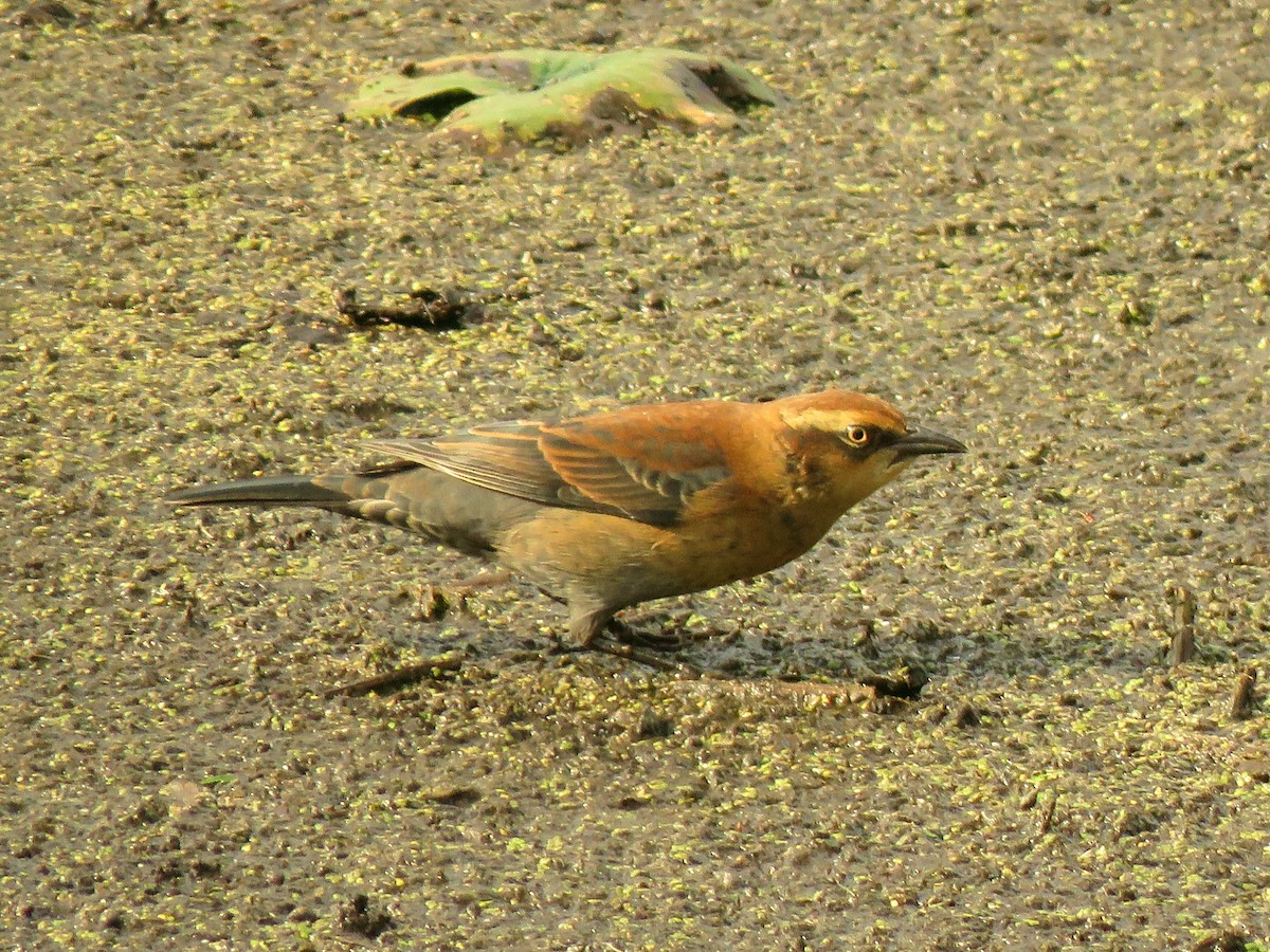 kanadatrupial - ML372517871