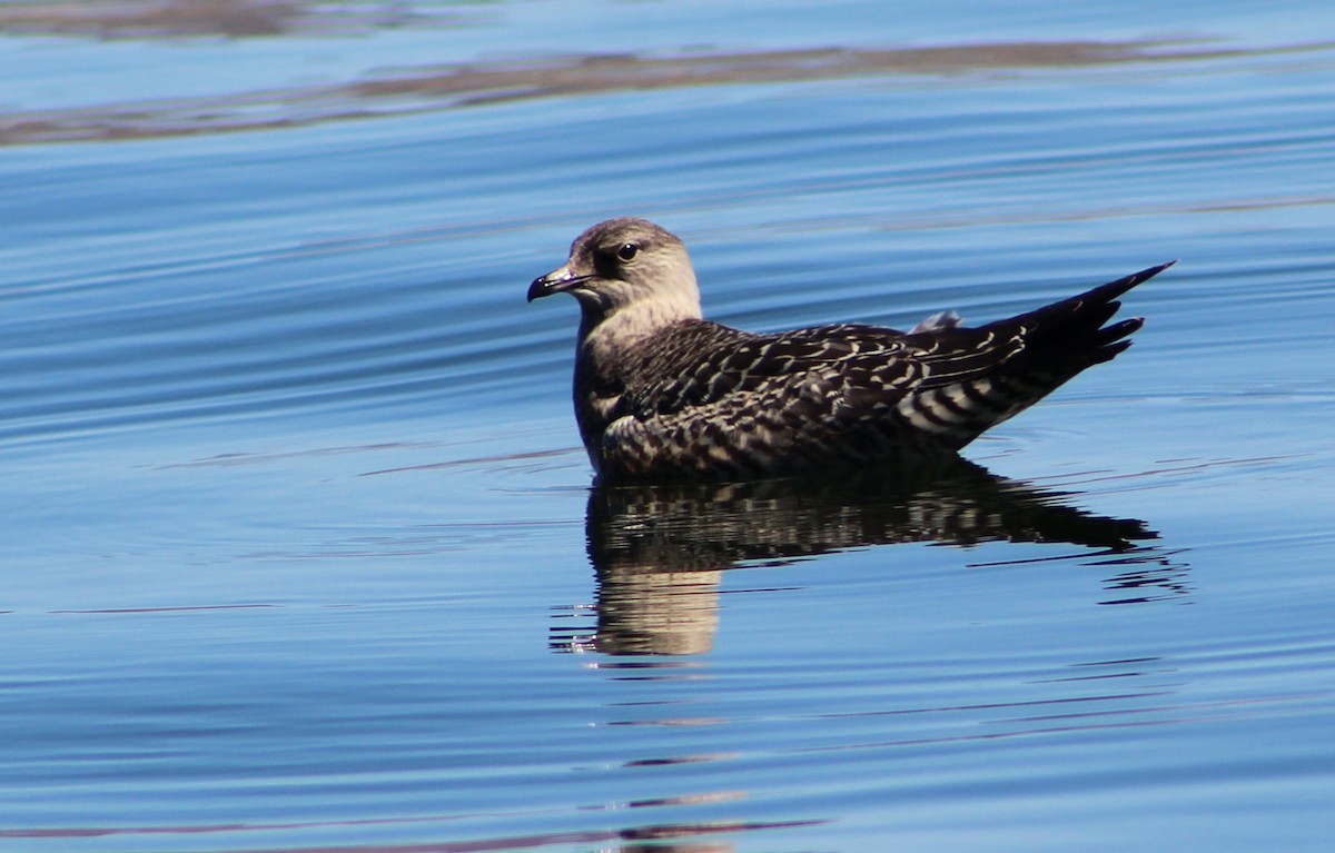 Long-tailed Jaeger - ML372519791