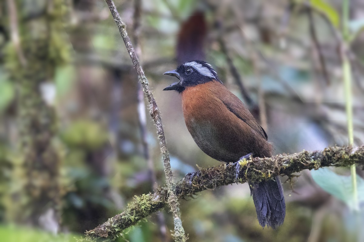 Tanager Finch - Bradley Hacker 🦜