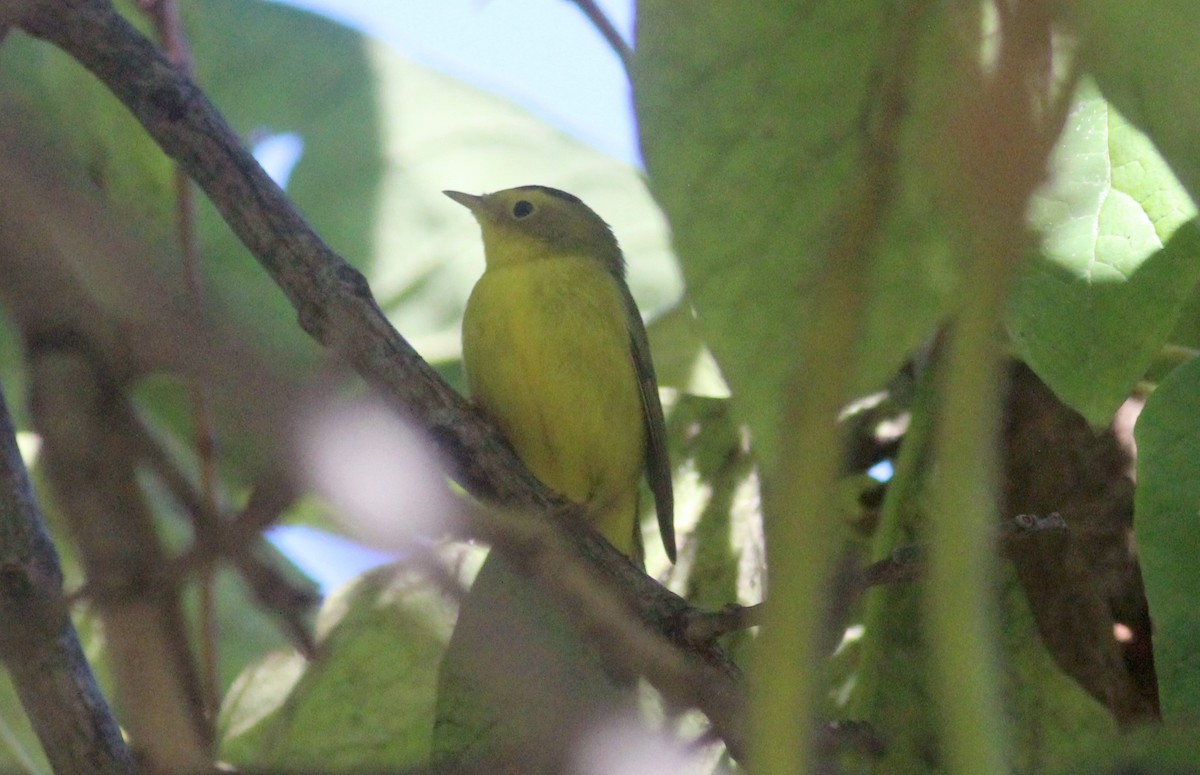 Wilson's Warbler - ML372525831