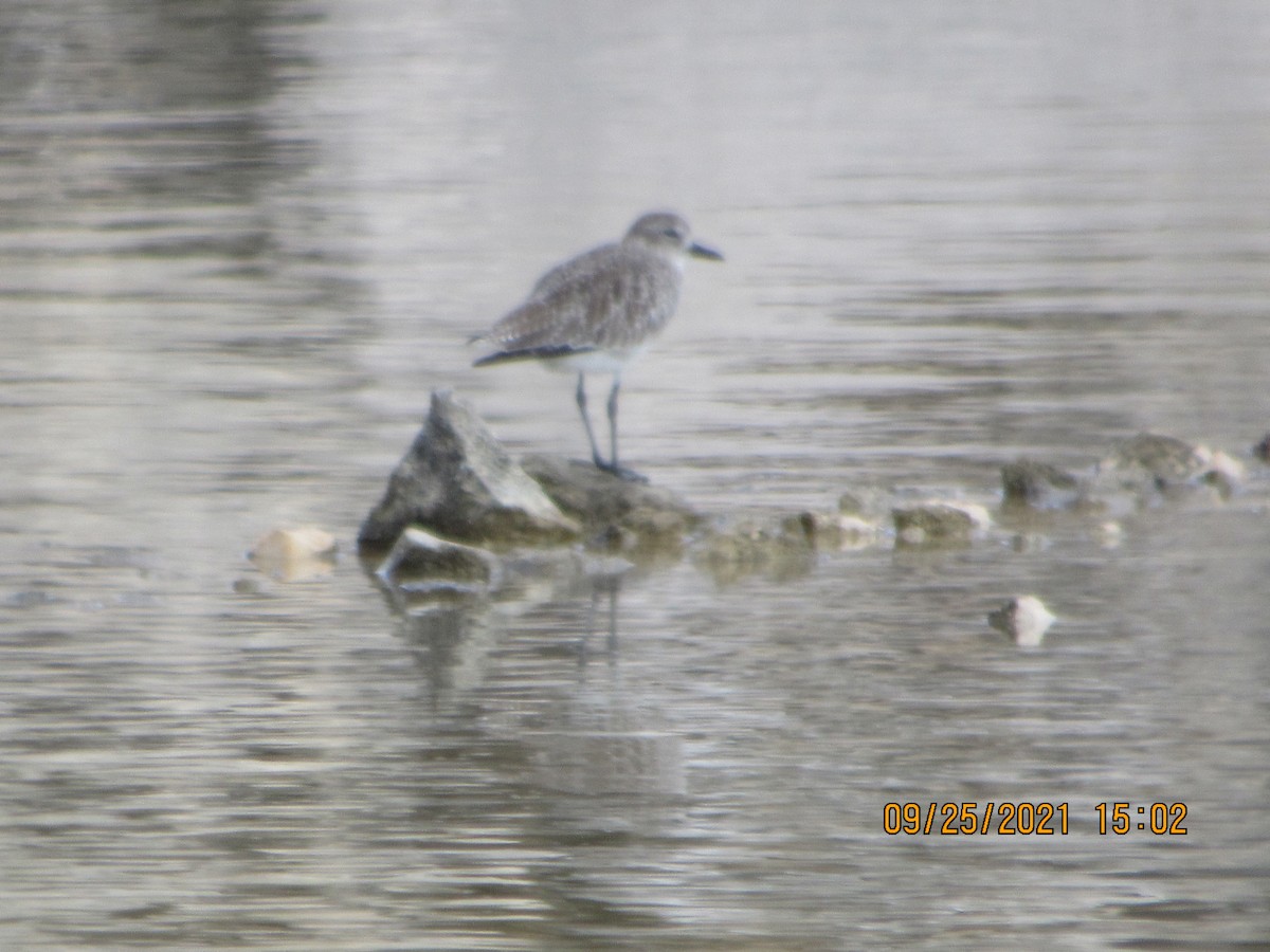 Black-bellied Plover - ML372527931