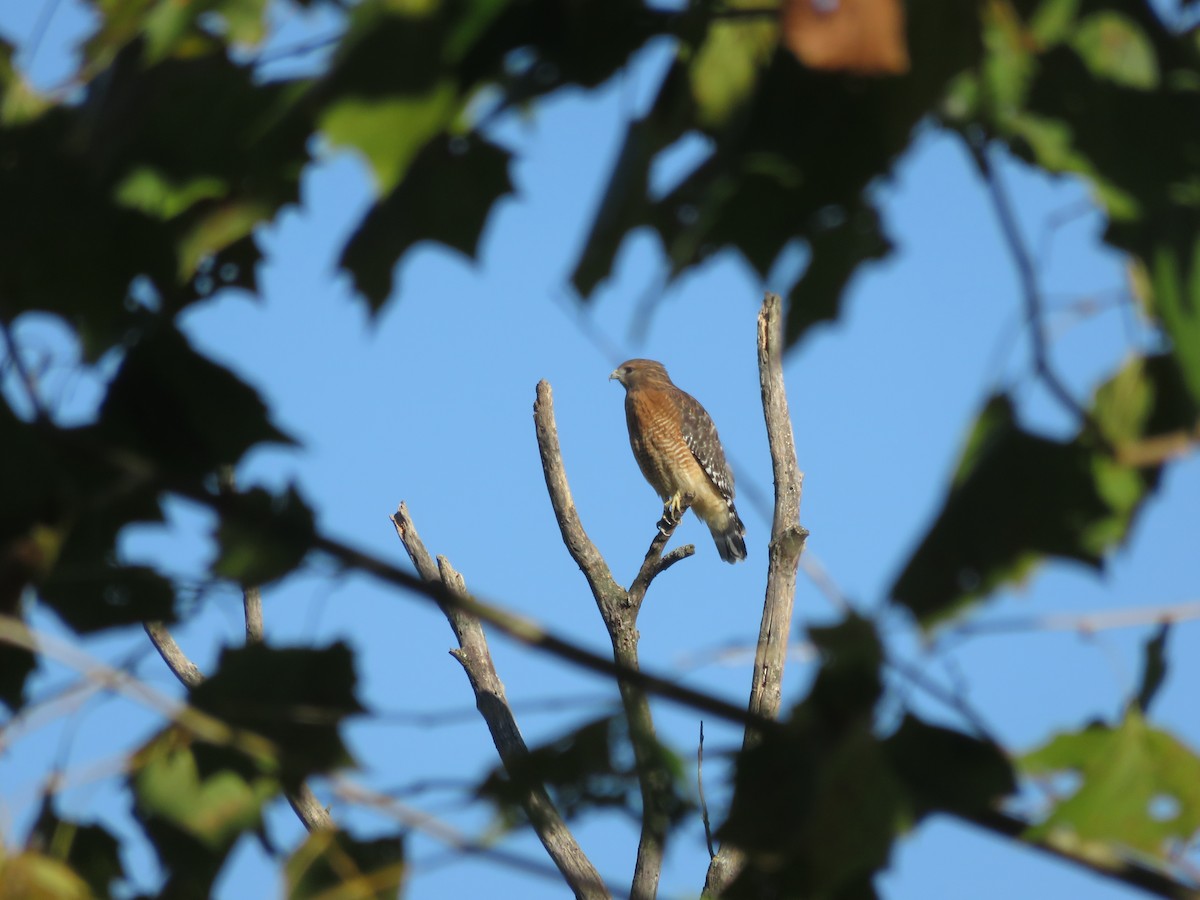 Red-shouldered Hawk - ML372529831