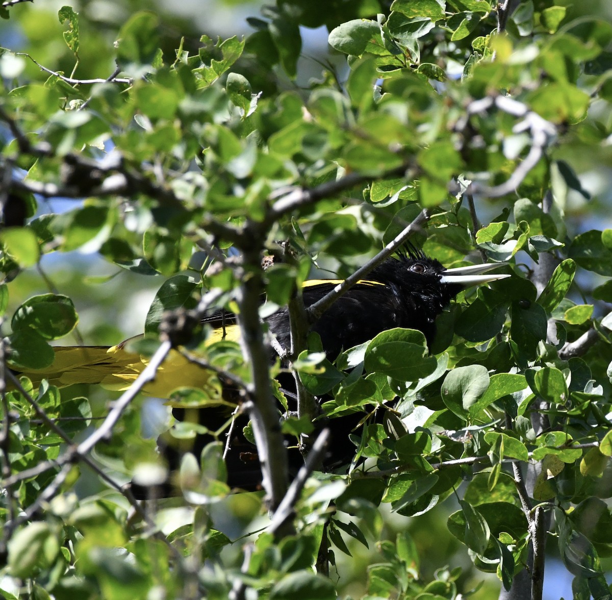 Yellow-winged Cacique - ML372531411