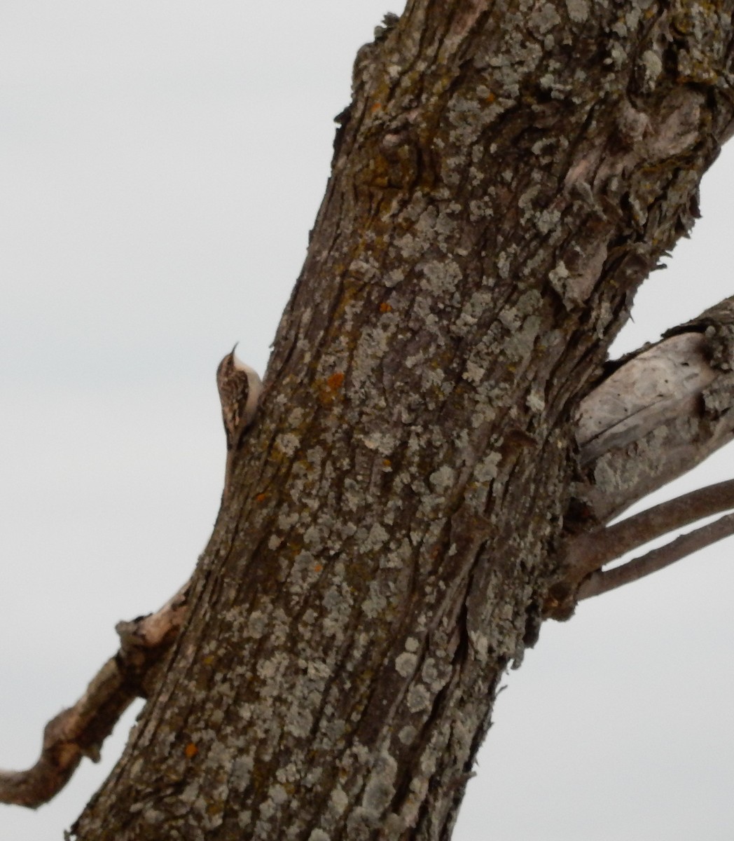 Brown Creeper - Richard Hugel