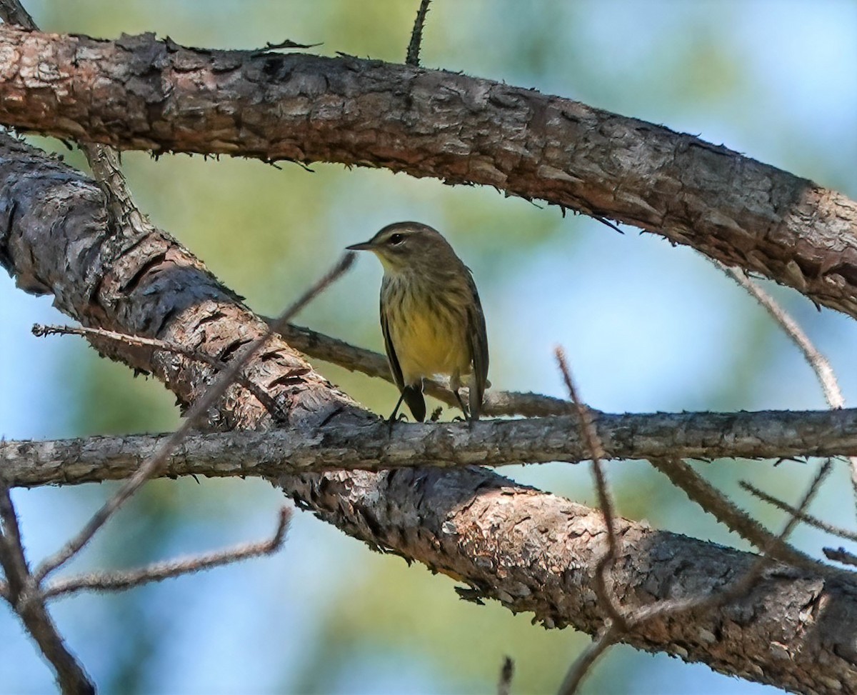 Palm Warbler - ML372532141