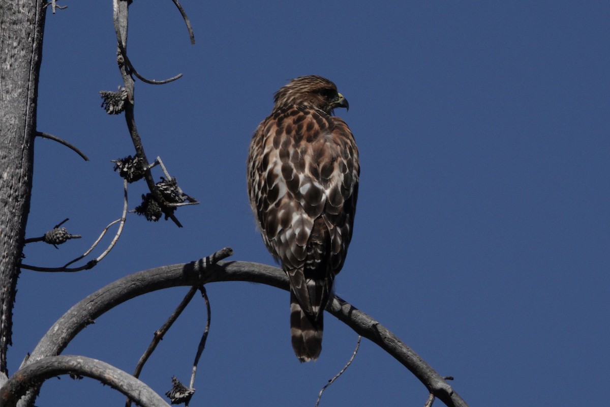 Red-shouldered Hawk - ML372533131